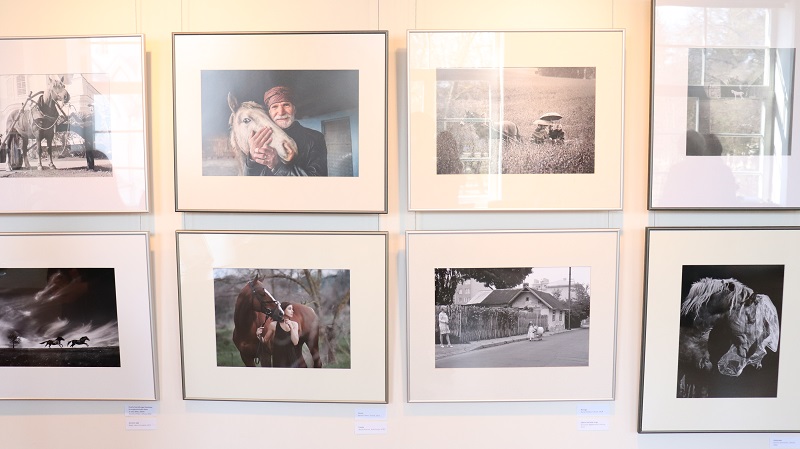 Dusetu mākslas galerija piedāvā izstādi “Zirgi fotogrāfijā” Dusetu mākslas galerija piedāvā izstādi “Zirgi fotogrāfijā”