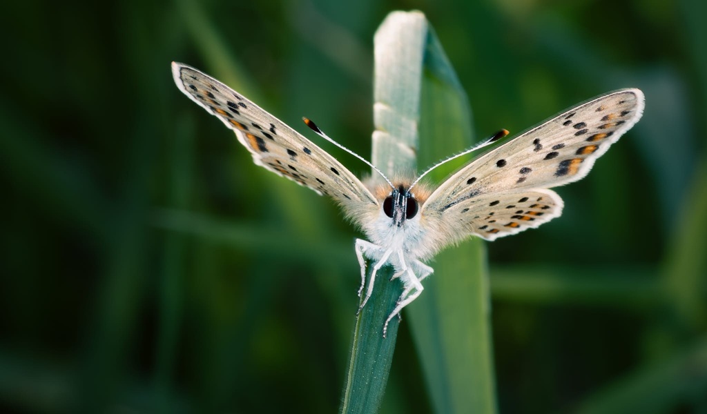 Jaunbūves bibliotēkā skatāma Riharda Misāna makro fotogrāfiju izstāde