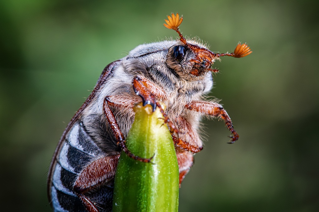 Piekrastes bibliotēkā skatāma Alvila un Ērikas Baltiņu fotogrāfiju izstāde “Makro elpa ziedos un spārnos”