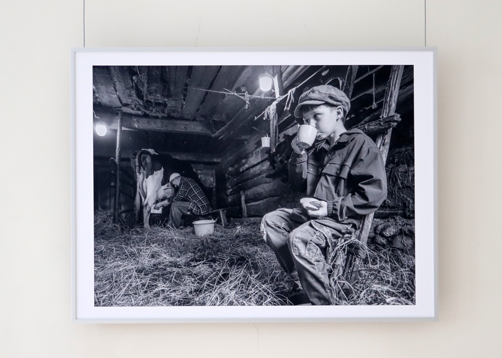 Melnbalta fotogrāfija, kurā redzams jauns zēns, kurš dzer no krūzes lauku šķūnī. Fonā redzams cilvēks, kurš slauc govi, radot nostalģisku noskaņu.