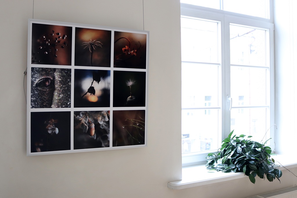 Deviņu tuvplāna dabas fotogrāfiju kolāža karājas uz gaišas sienas pie spoža loga ar augu. Attēli rada mierīgu, dabisku atmosfēru.